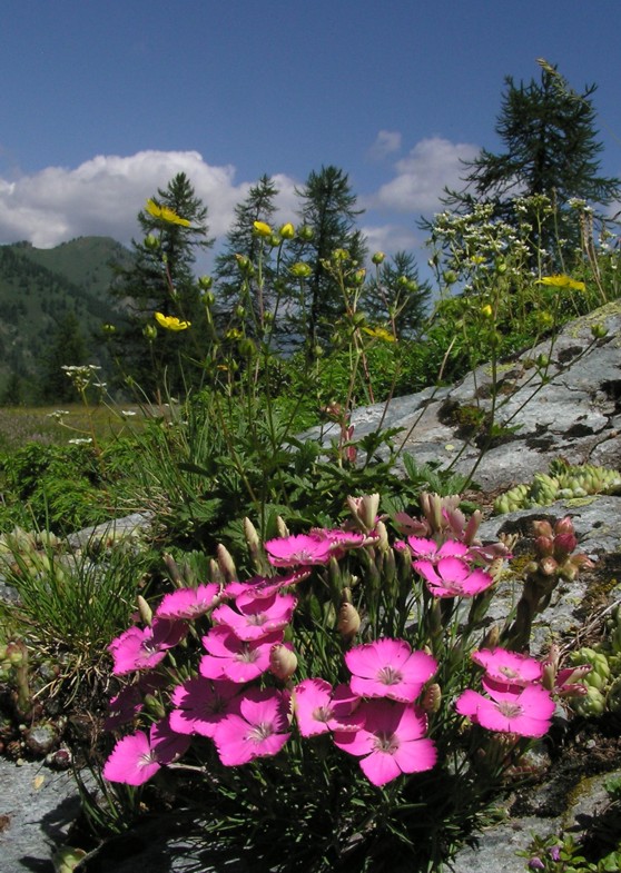 cartolina dalla Val Maira: Dianthus pavonius